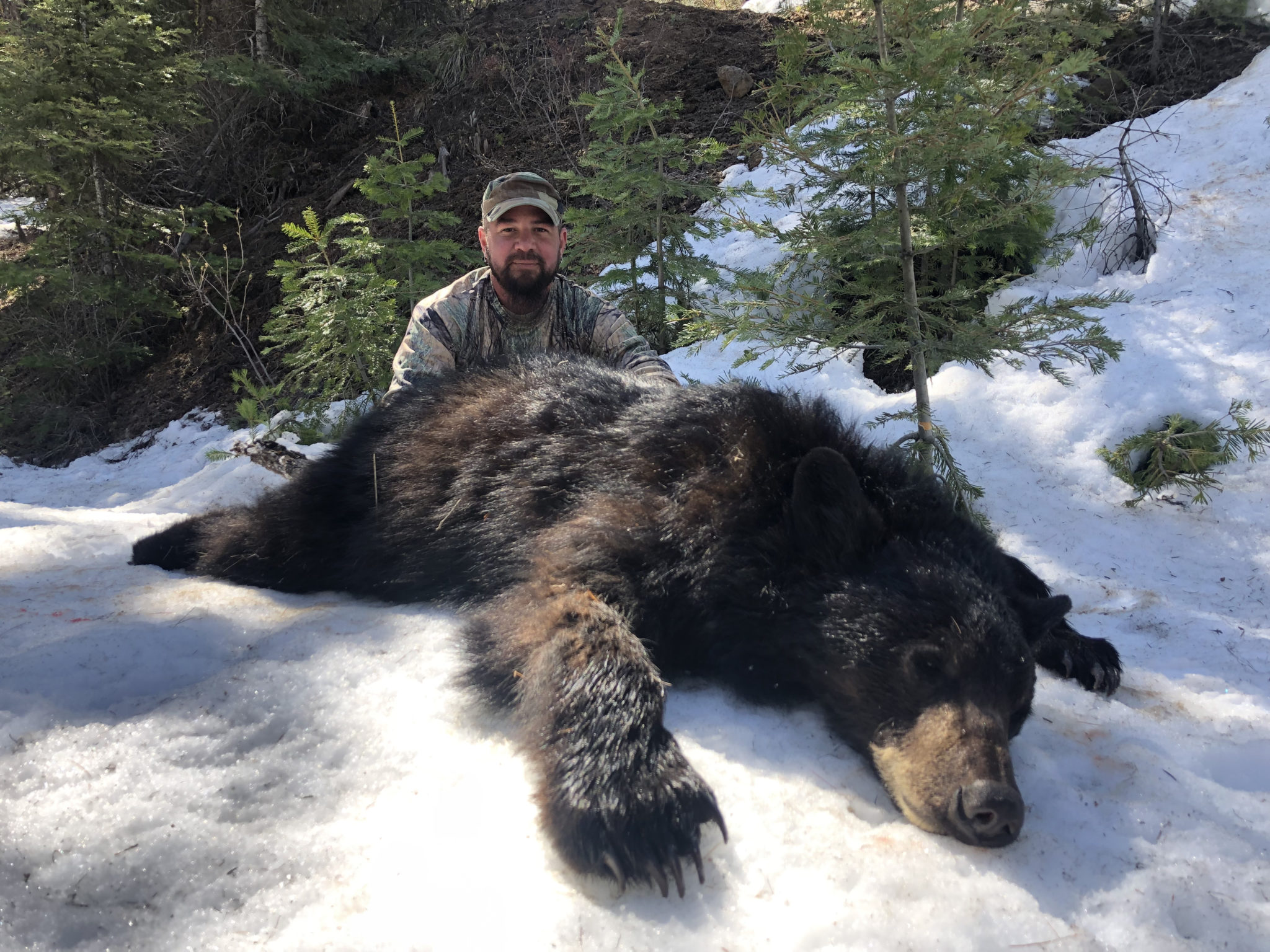 4 Things You Should Know about Idaho Spring Bear Hunts